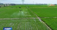 农技护航、聪慧耕田 “三夏”时节各地都